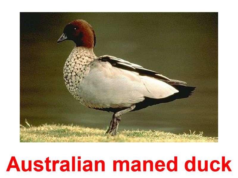 Australian maned duck